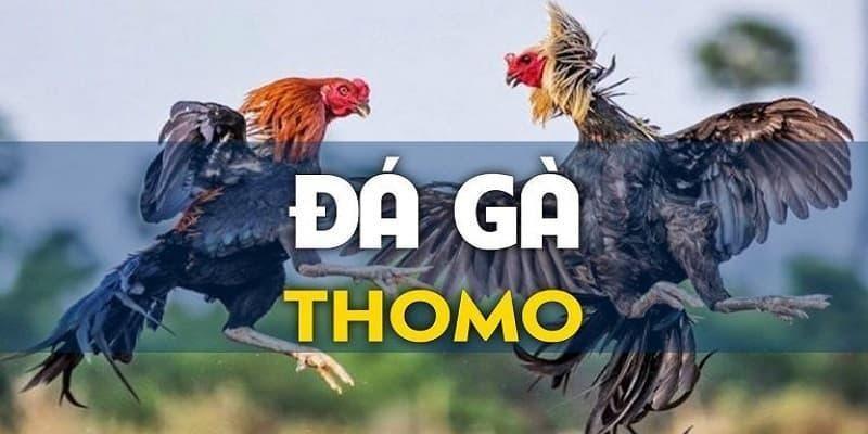 Thông tin khái quát chung về loại hình đá gà Thomo